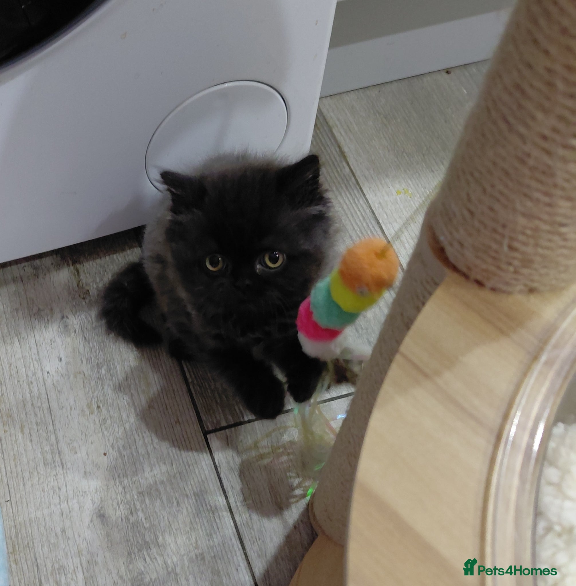 British Longhair cats for sale: 2 longhair 1 short chocolate boys  - Advert 3