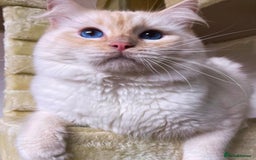 Ragdoll cats for sale: Stunning TICA reg Flame/Cream Boy - Image 18