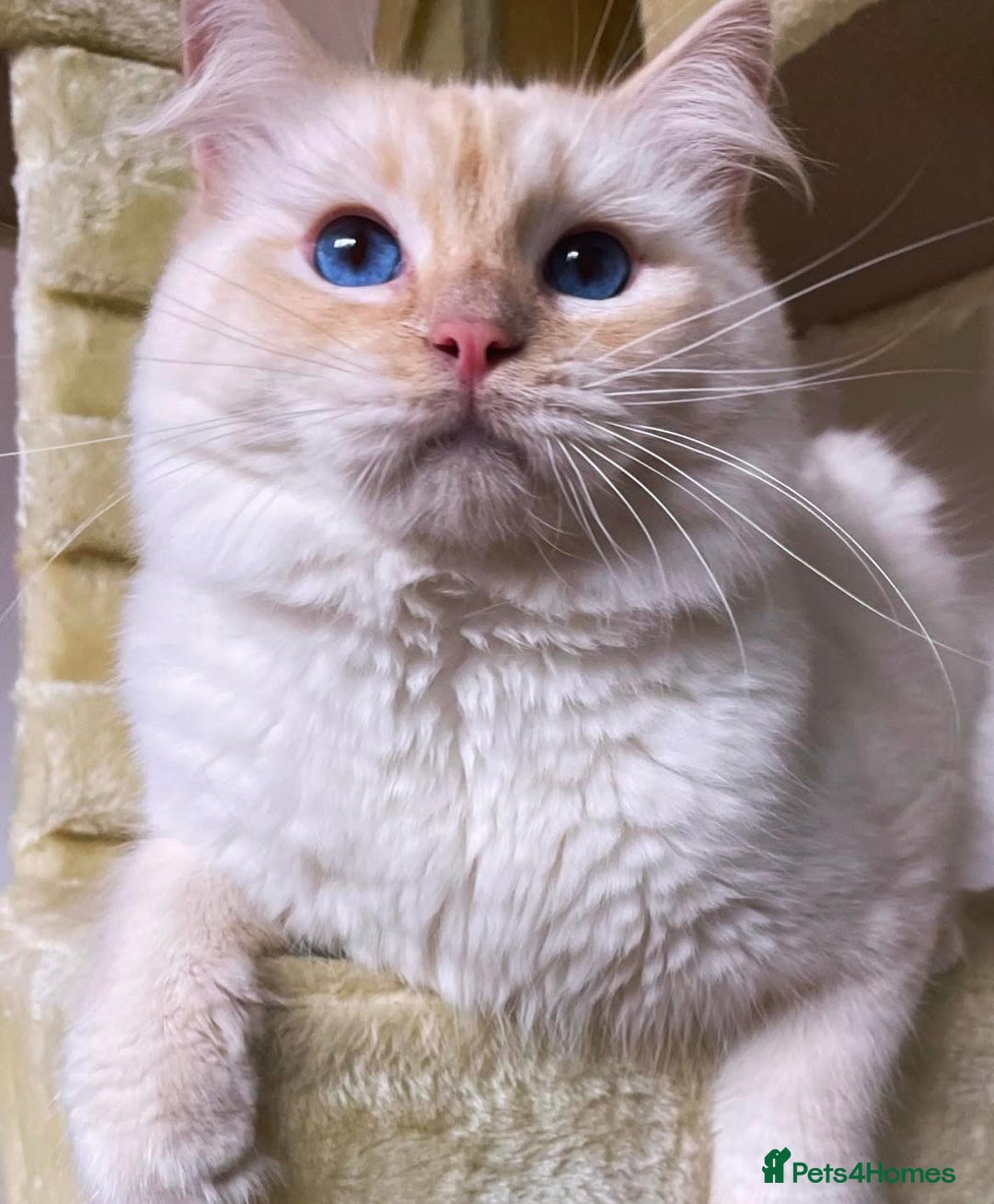 Ragdoll cats for sale: Stunning TICA reg Flame/Cream Boy - Image 18