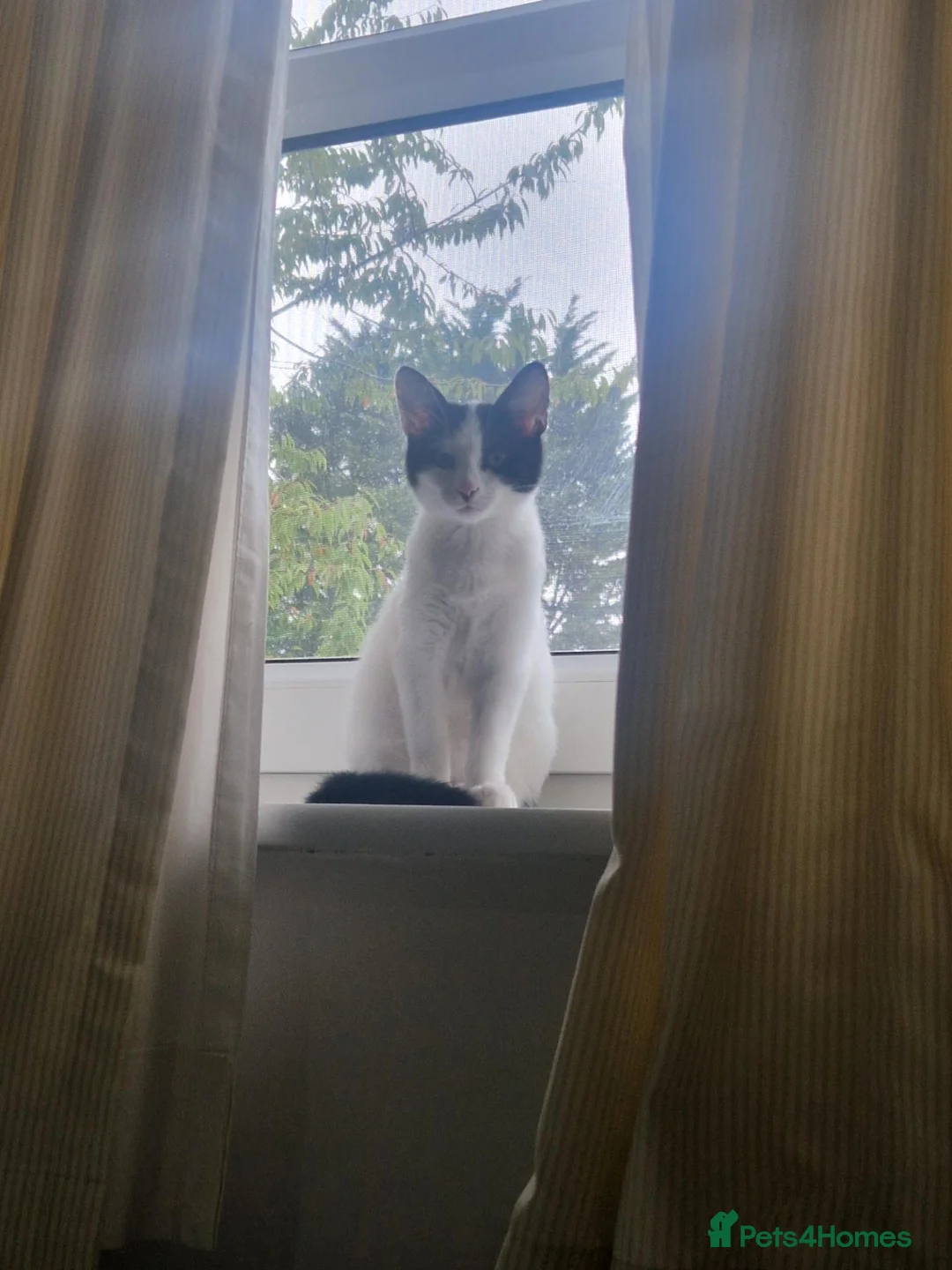 Mixed Breed cats for sale: 3.5 month female kitten - Advert 2