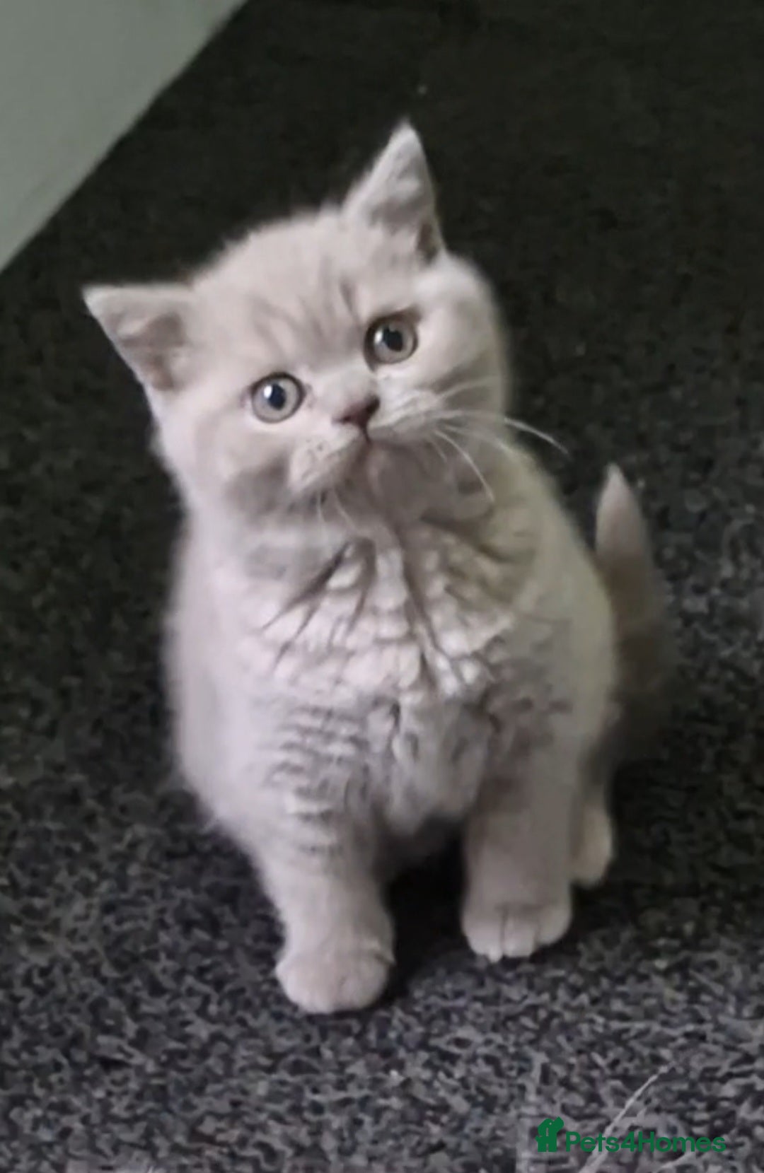 British Shorthair cats *LAST ONE* RARE Stunning Fawn kittens For Sale! - Advert 1