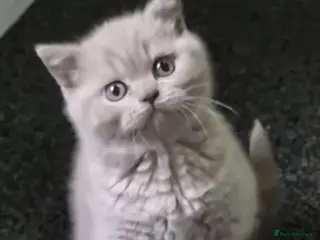 British Shorthair cats *LAST ONE* RARE Stunning Fawn kittens For Sale! - Advert 1