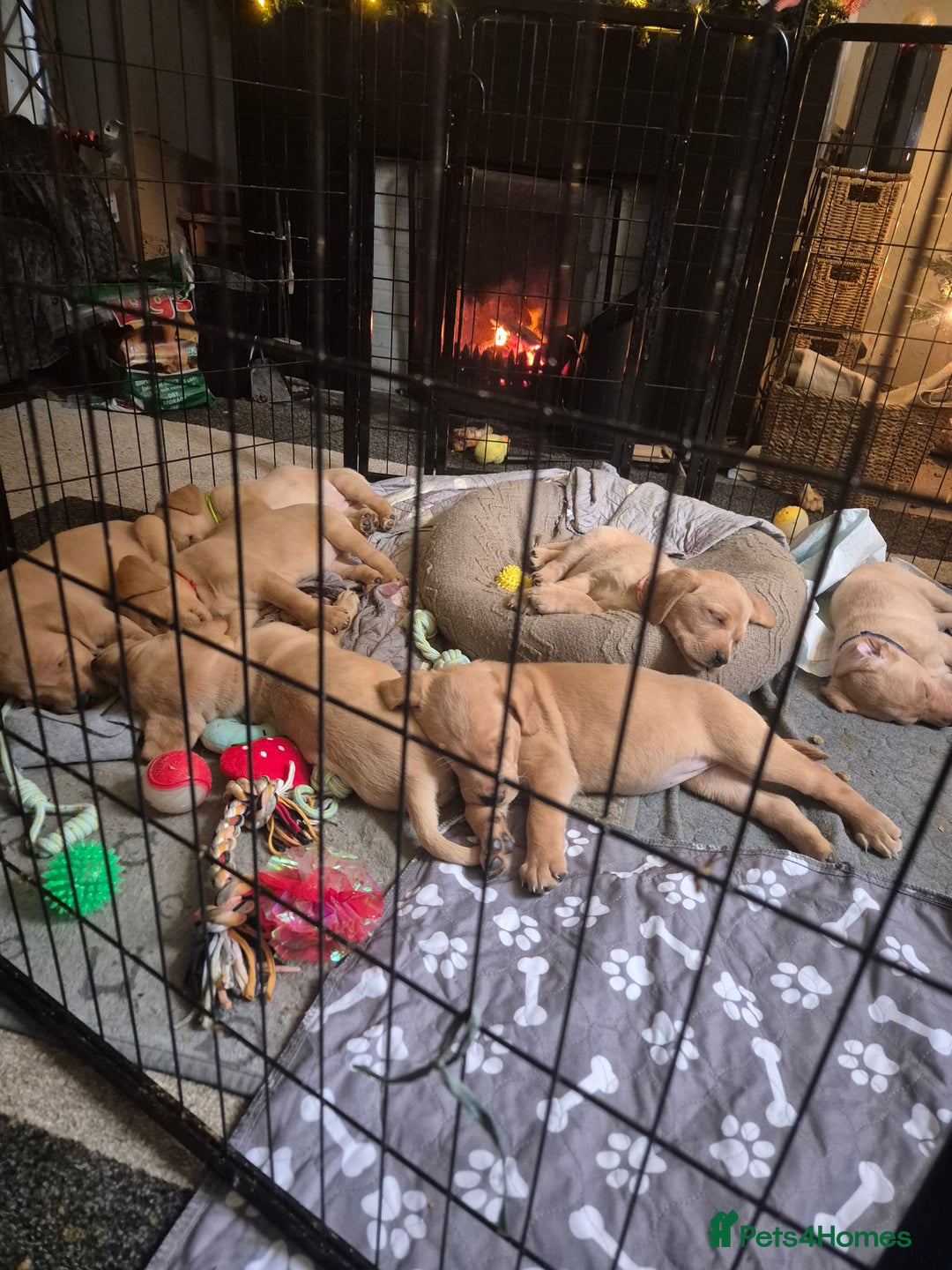 Labrador Retriever dogs for sale: Kc registered fox red puppies champion bloodlines  - Advert 4