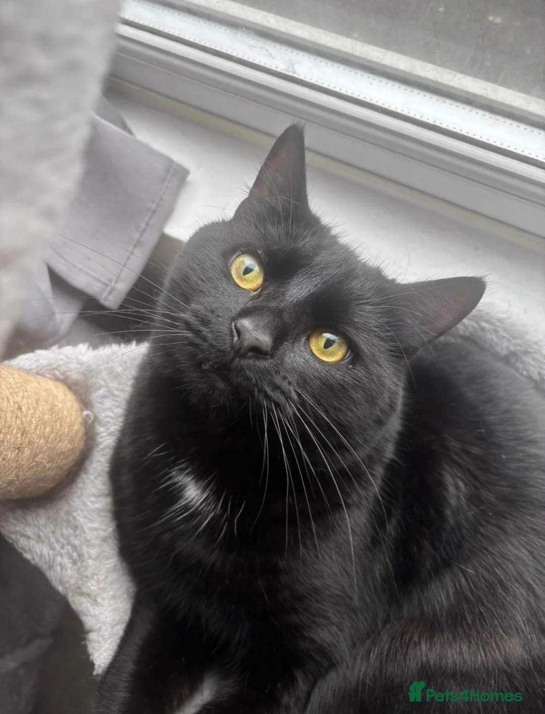 British Shorthair cats for sale: Black Cat Looking for an Experienced Forever Home - Advert 2