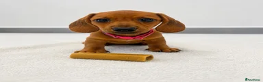 Miniature Dachshund 6