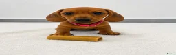 Miniature Dachshund dogs for sale: ⭐️ KC Registered Miniature Dachshund Puppies⭐️  - Advert 2