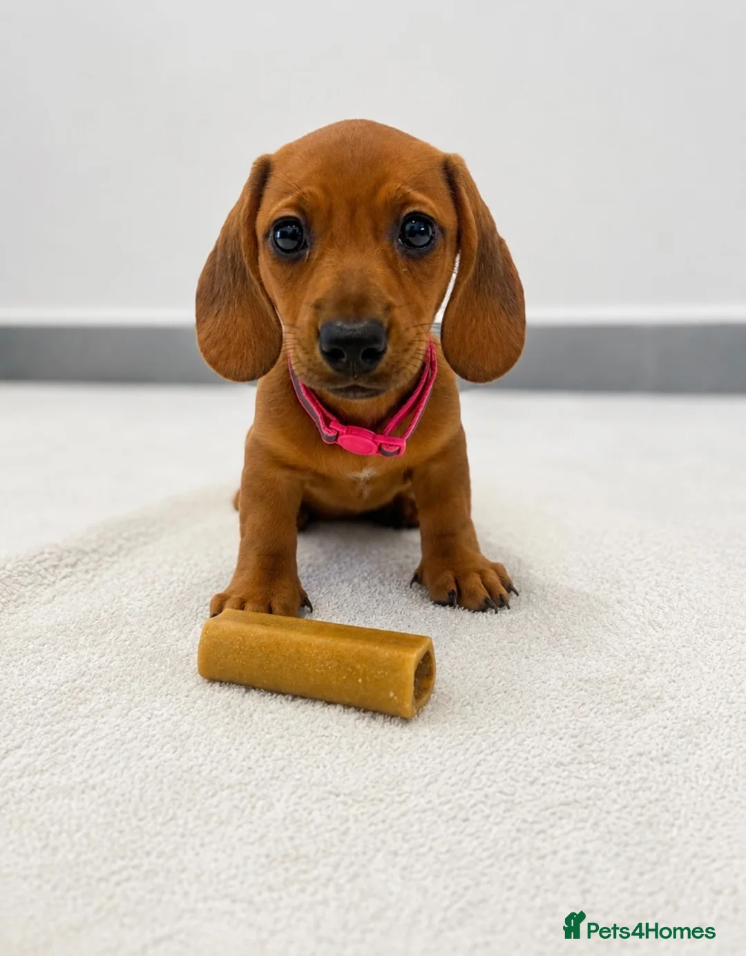 Miniature Dachshund dogs for sale: ⭐️ KC Registered Miniature Dachshund Puppies⭐️  - Advert 2