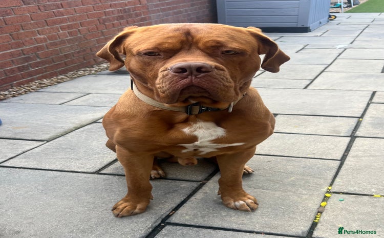 Dogue De Bordeaux dogs - Advert 1