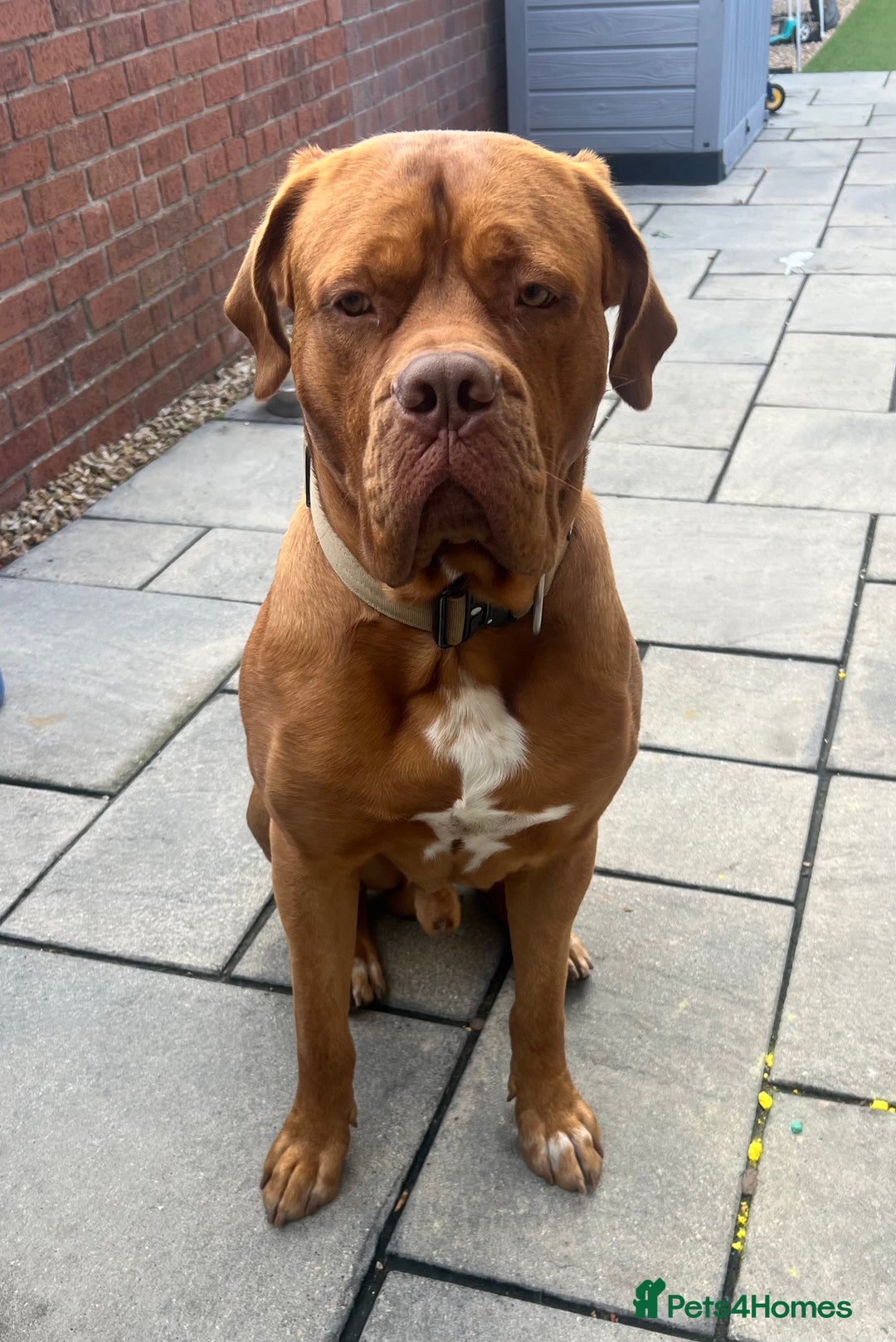 Dogue De Bordeaux dogs for sale: Dogue de Bordeaux - Image 1