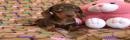 Miniature Dachshund dogs for stud: 🤎 Mr Brown VERY SMALL Health tested KC reg Stud🤎 - Advert 11