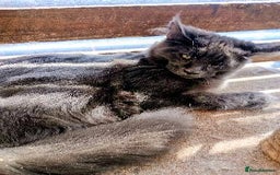 Maine Coon cats for sale: Maine coon purebred Xl - Image 9