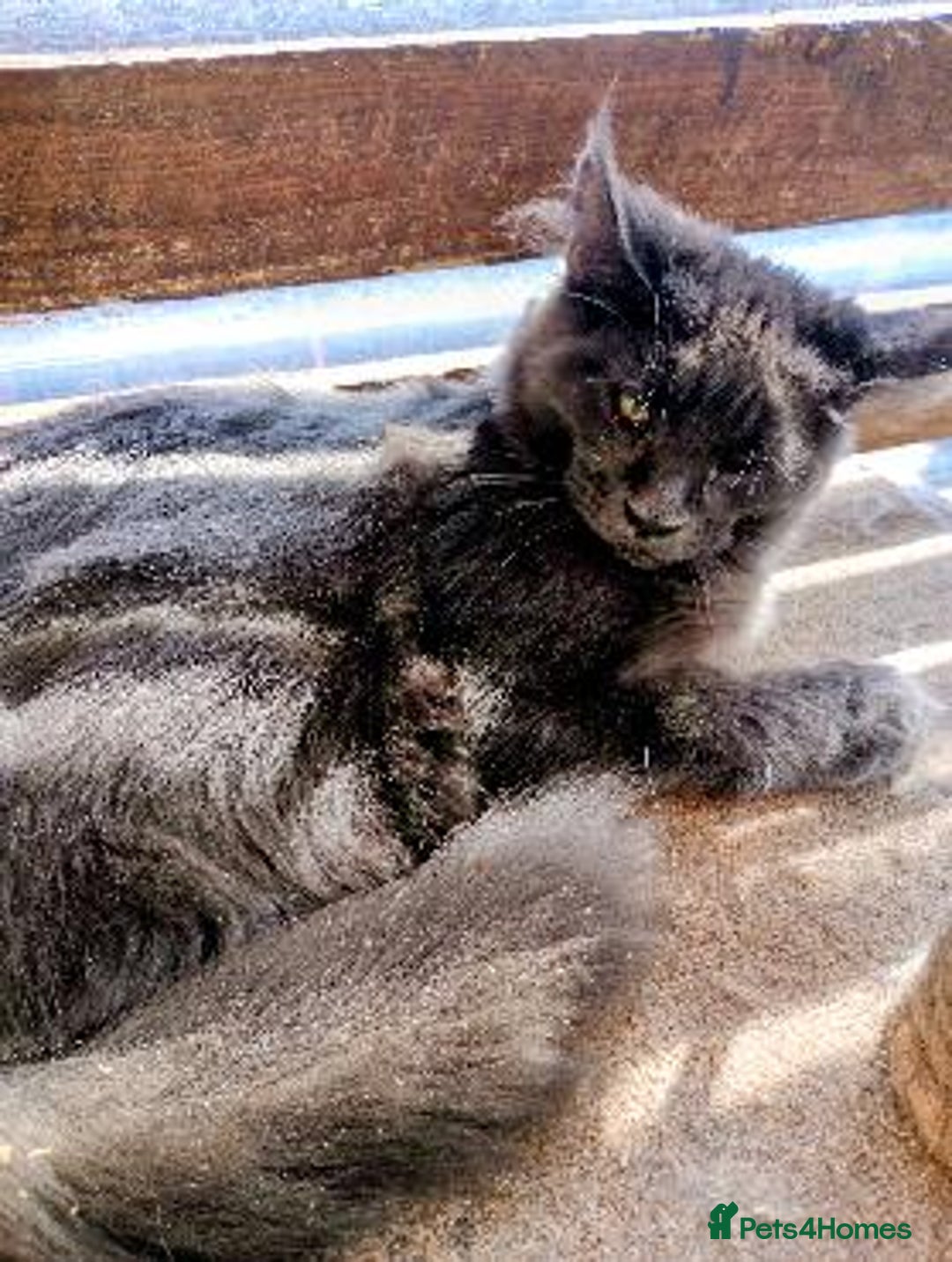 Maine Coon cats for sale: Maine coon purebred Xl - Image 9