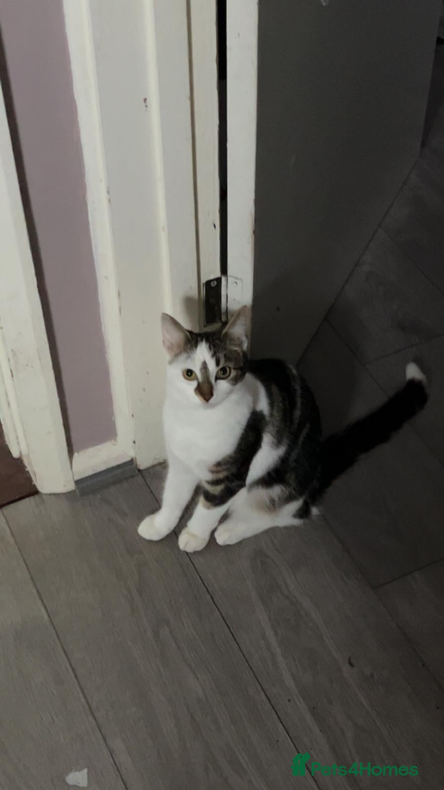 Mixed Breed cats Luna  - Advert 1