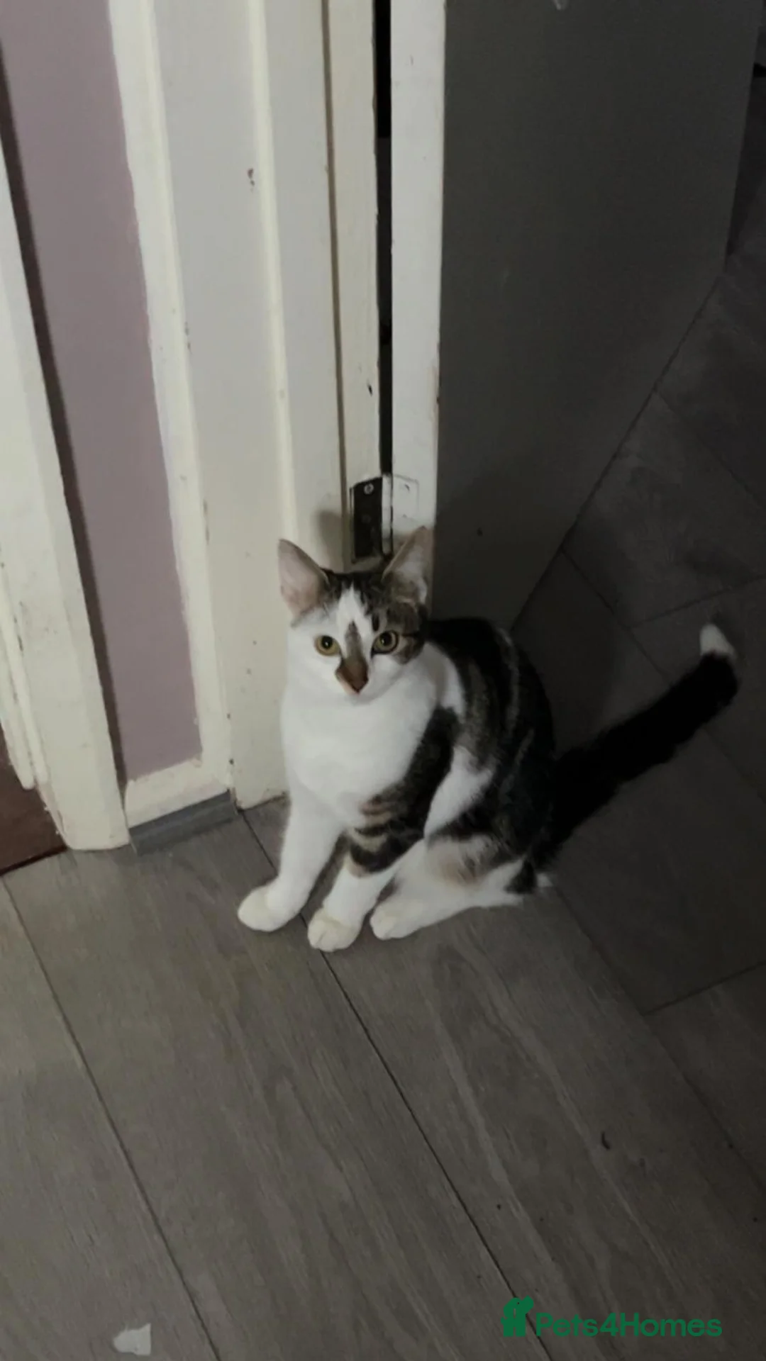 Mixed Breed cats for sale: Luna  - Advert 1