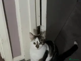 Mixed Breed cats Luna - Advert 1