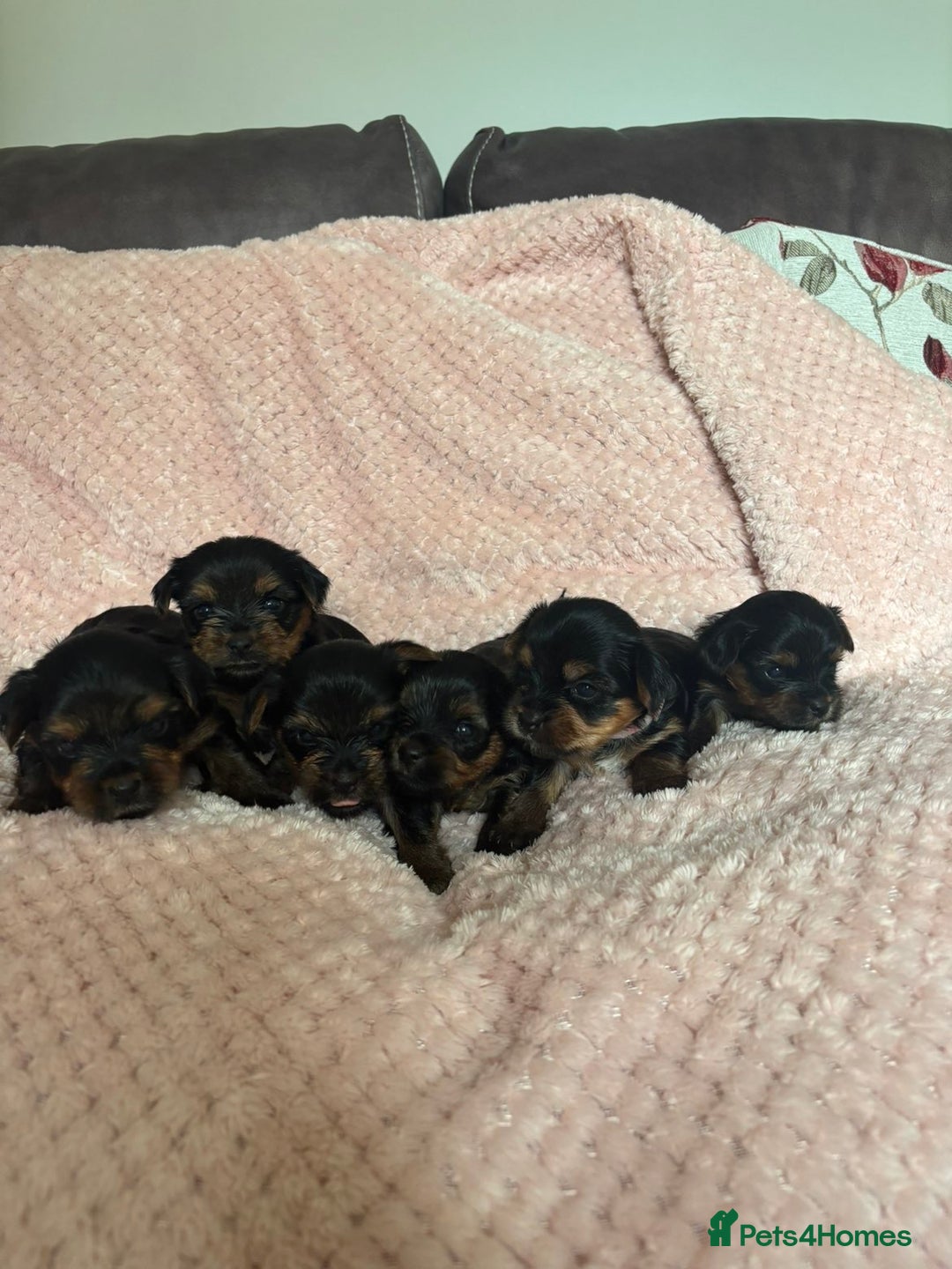 Yorkshire Terrier dogs for sale: Miniature Yorkshire Terrier Puppies  - Image 1