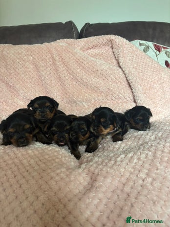 Yorkshire Terrier dogs - Advert 9