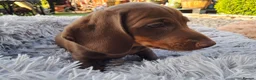 Dachshund dogs for sale: Beautiful Mini Dachshund Puppies - Advert 5