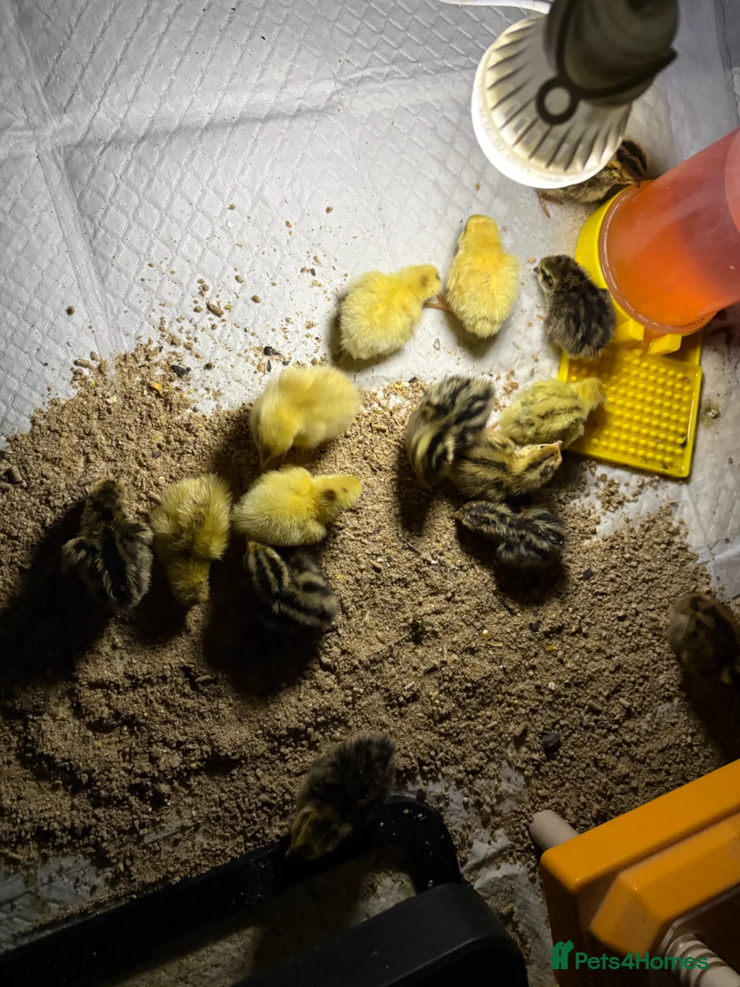 Quail poultry for sale: Coturnix Quail / English whits  - Advert 1