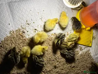 Quail poultry for sale: Coturnix Quail / English whits - Advert 1