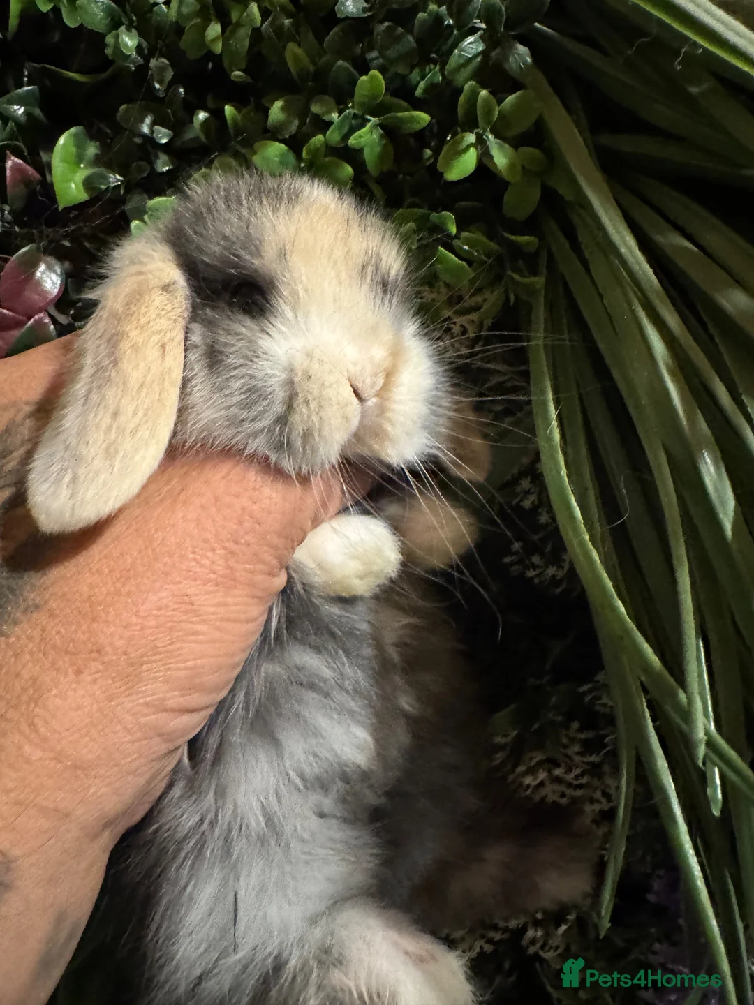 Mini Lop rabbits for sale: Superb pure bred mini lops available  - Advert 2