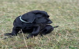 Labrador Retriever dogs for sale: 🐾Double Vaccinated🐾Black FTCH Forward Pups - Image 4