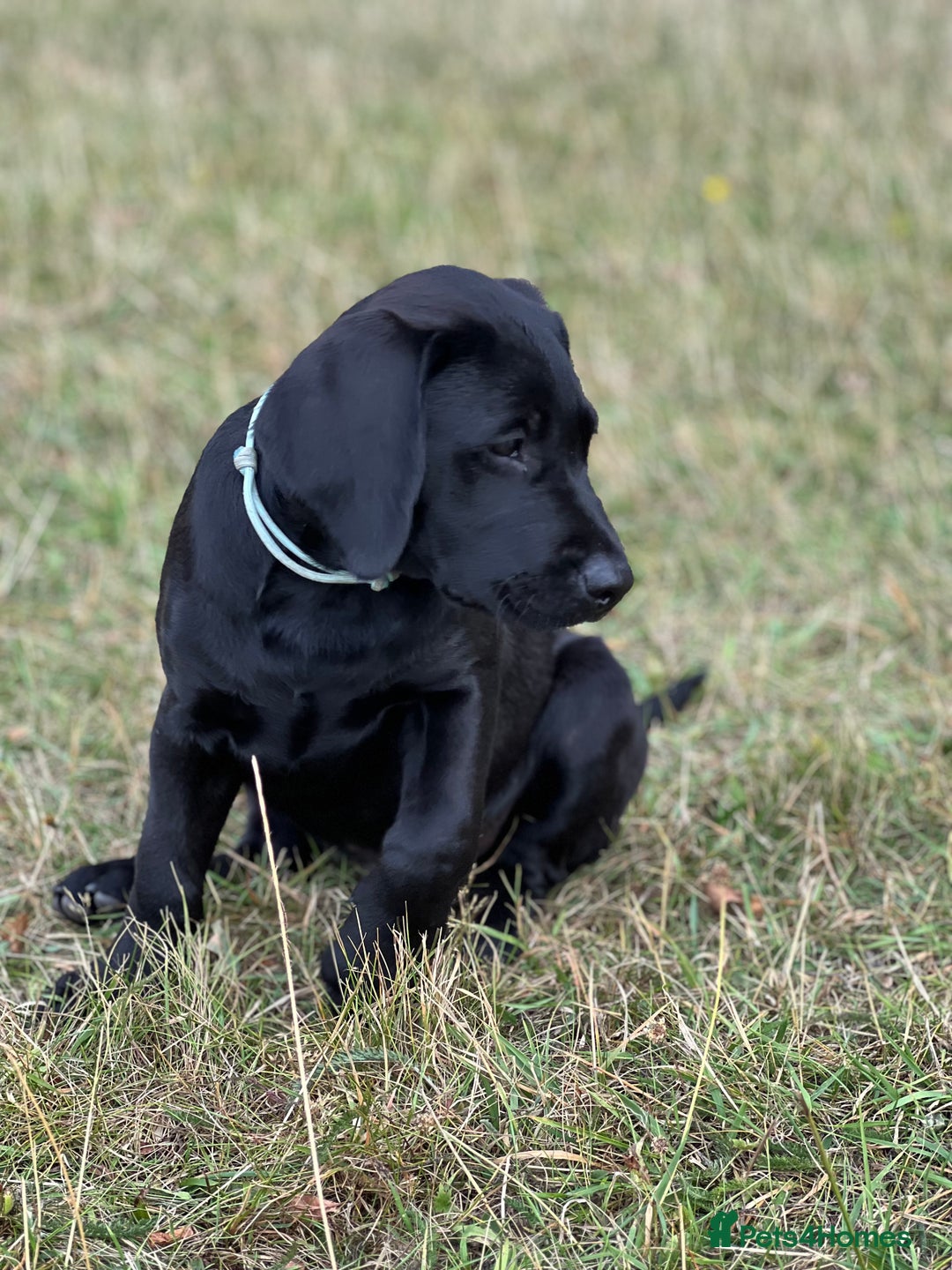 Labrador Retriever dogs for sale: 🐾Double Vaccinated🐾Black FTCH Forward Pups - Image 4
