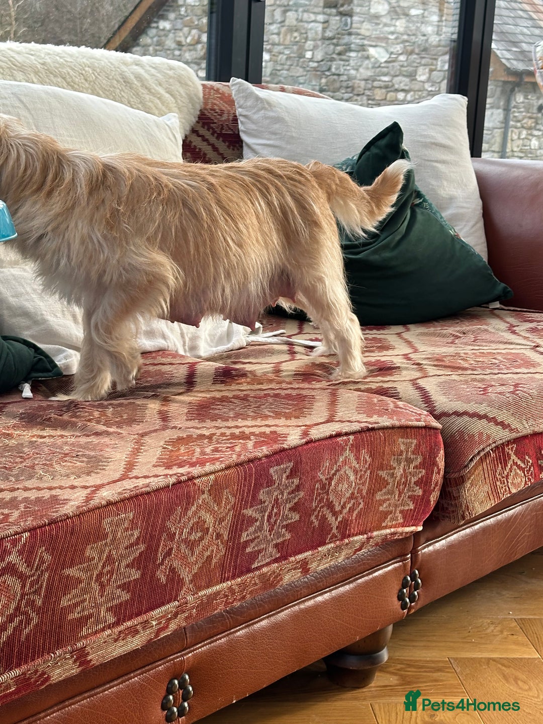 Mixed Breed dogs for sale: Cavapoo Beagle x Miniature Poodle  - Advert 19