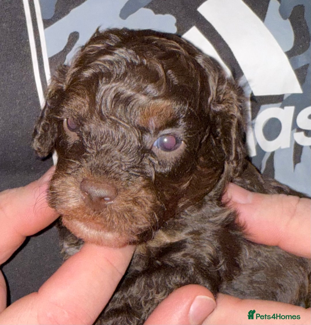 Toy Poodle dogs for sale: Brown phantom Kc toy poodles - Advert 5