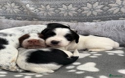 Sprocker dogs for sale: Extensively Health Tested Puppies - Image 16