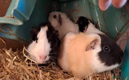 Guinea Pig rodents for sale: Baby guinea pigs  - Image 7