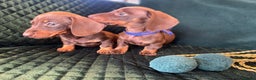 Dachshund dogs for sale: Beautiful dachshund puppies - Advert 4