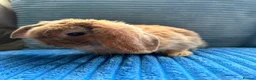 Mini Lop rabbits for sale: 🦋Pure Breed Mini plush lop 🦋 in Halstead - Advert 32