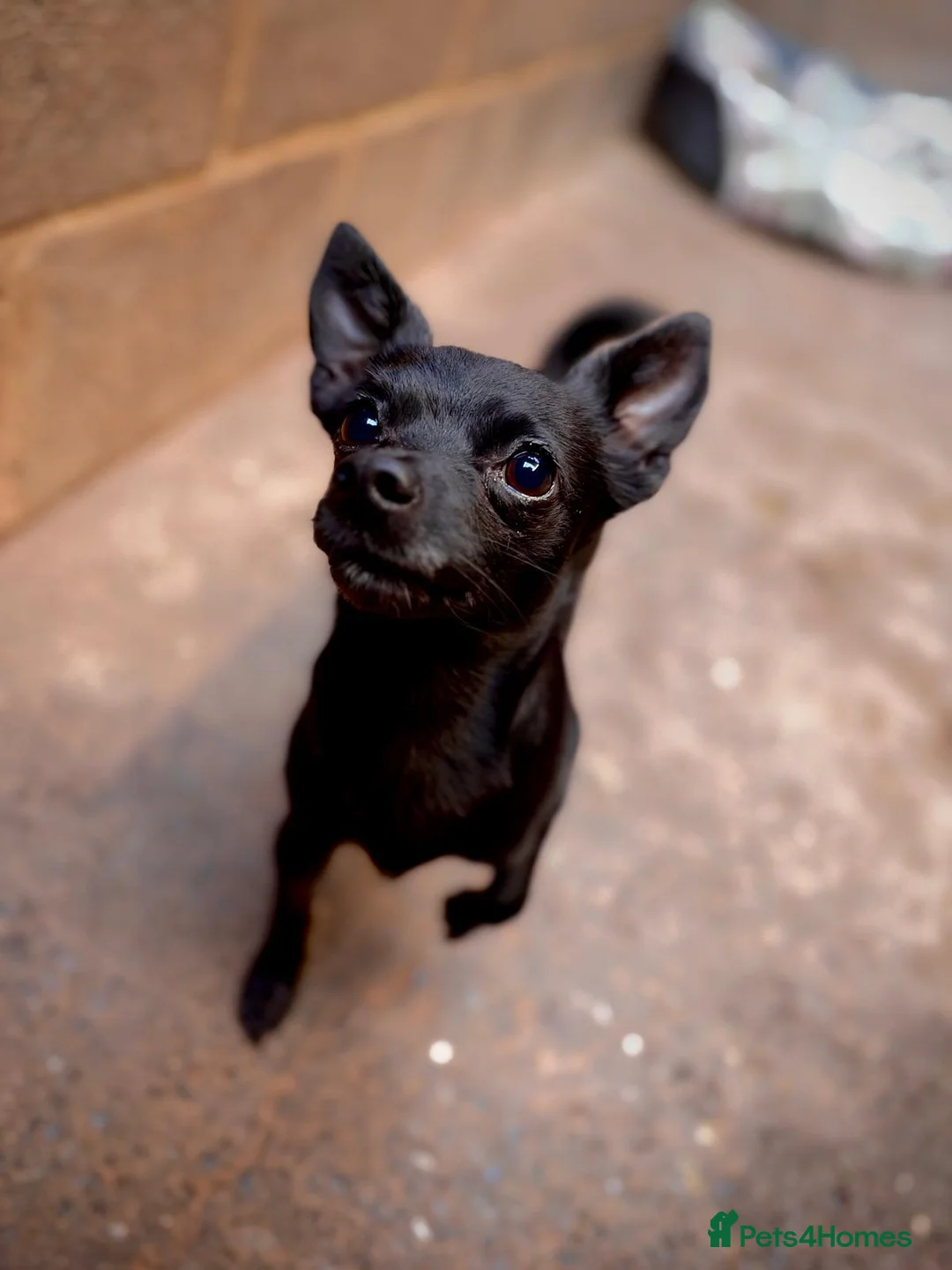 Chihuahua dogs for adoption: Bruno the Chihuahua for Adoption - Advert 2
