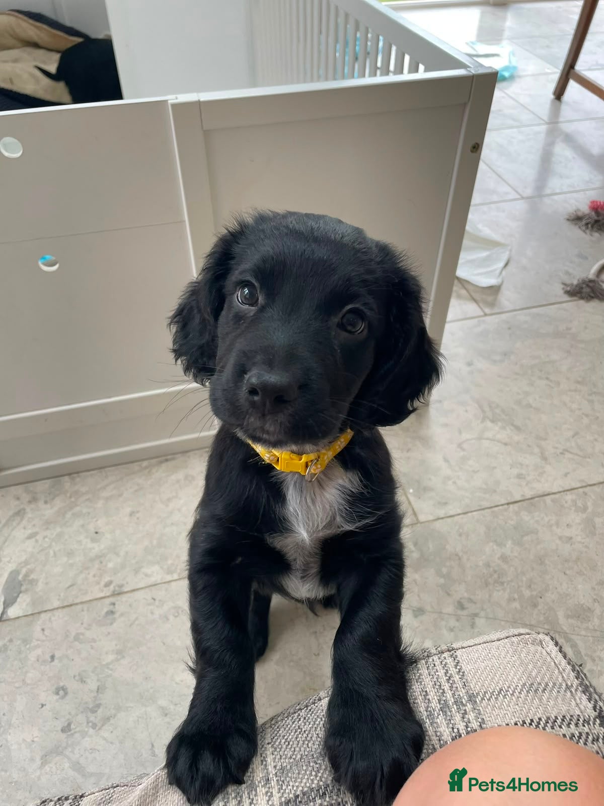 Sprocker dogs Available now! Sprocker Spaniel puppies - Advert 2