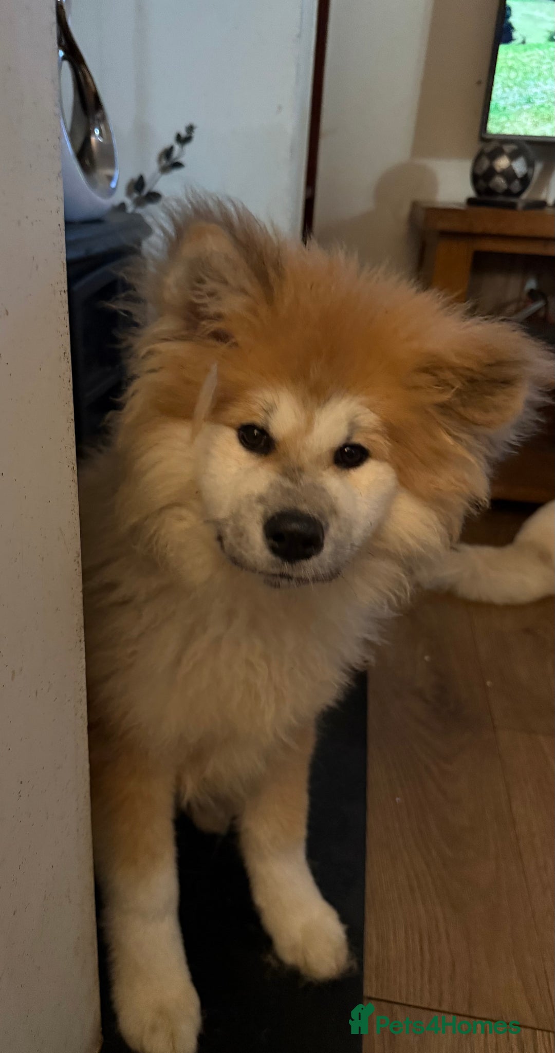 Japanese Akita Inu dogs for sale: 2 stunning longcoats - Advert 5