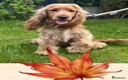 Cocker Spaniel dogs for stud: 🧬 Health Tested Show Type Cocker Spaniel Stud 🧬  - Image 2