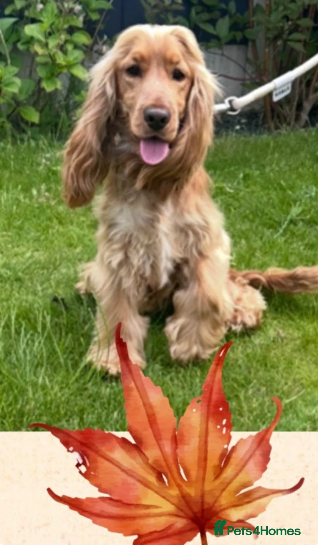 Cocker Spaniel dogs for stud: 🧬 Health Tested Show Type Cocker Spaniel Stud 🧬  - Advert 2