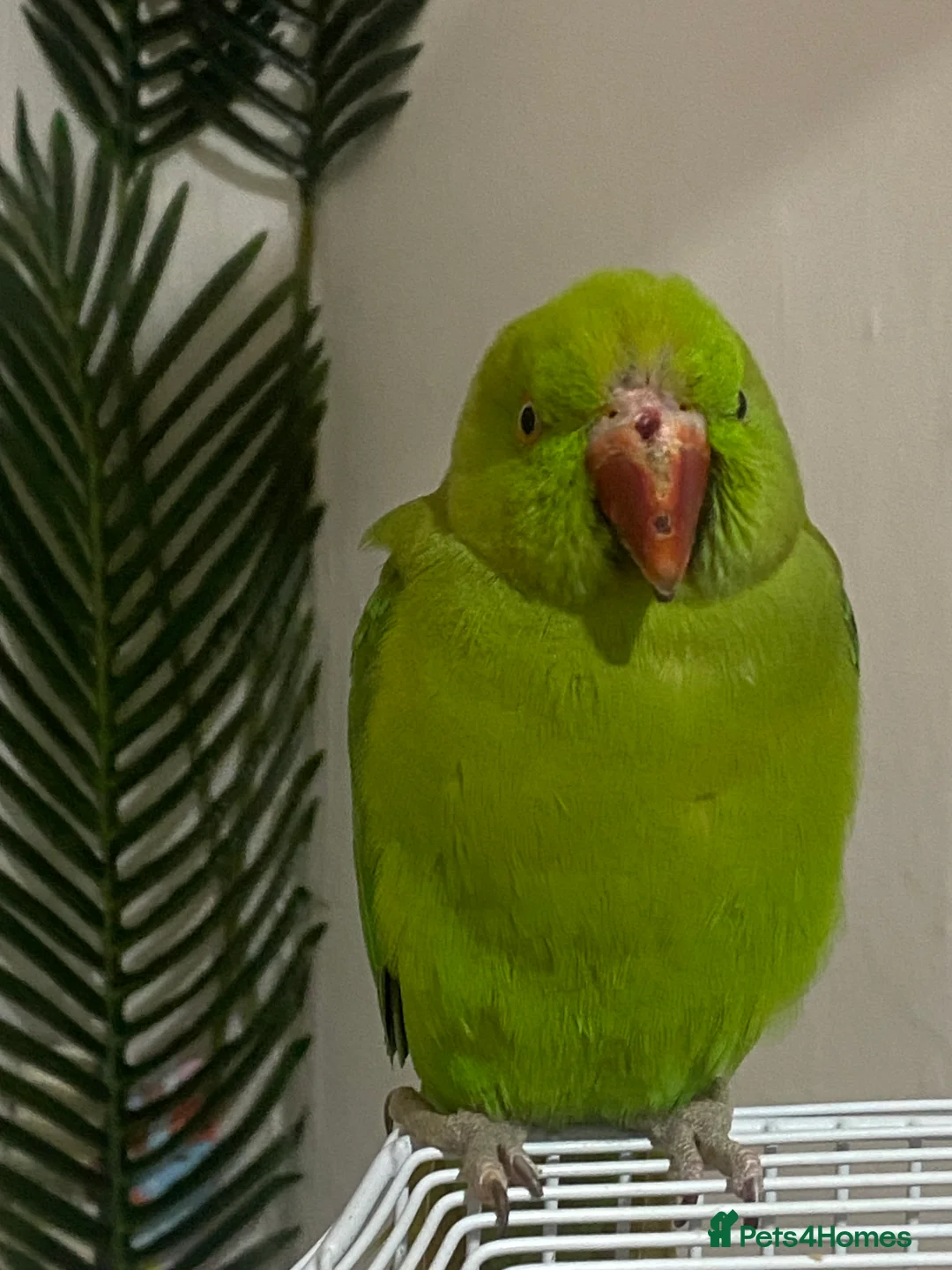 Mixed Breed birds for sale: Mixed birds available  - Advert 2