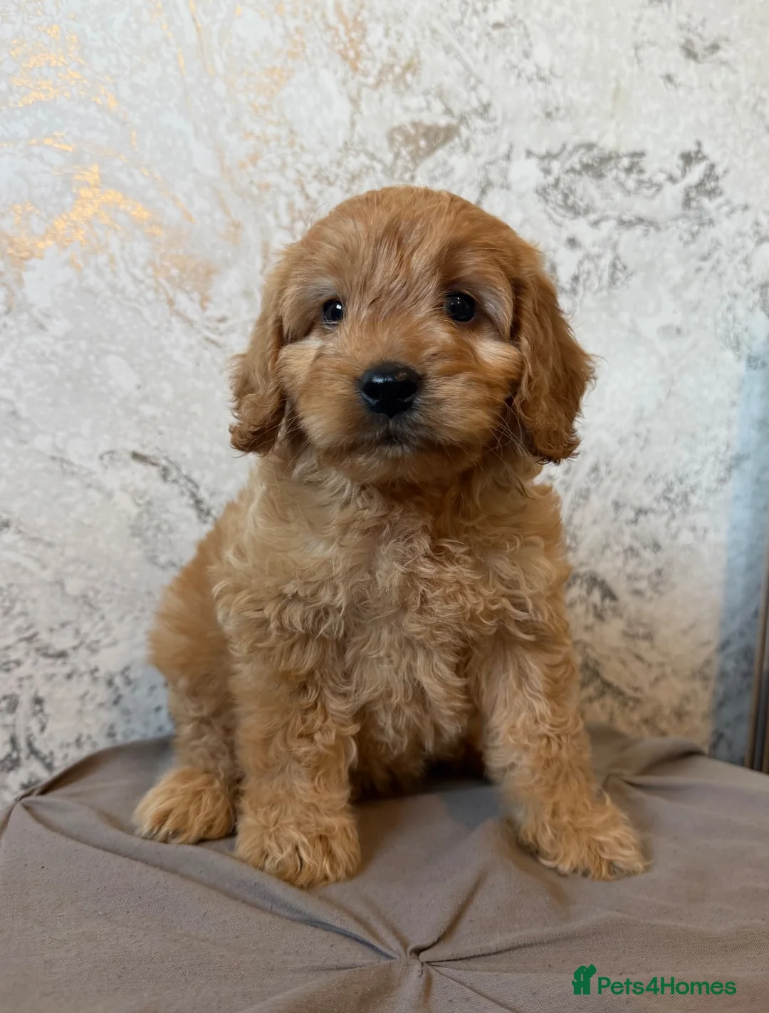 Cockapoo dogs for sale: F1 cockapoo pups  in Stourport-on-Severn - Advert 1