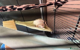 Rat rodents for sale: Two lovely male dumbo rats  - Image 2