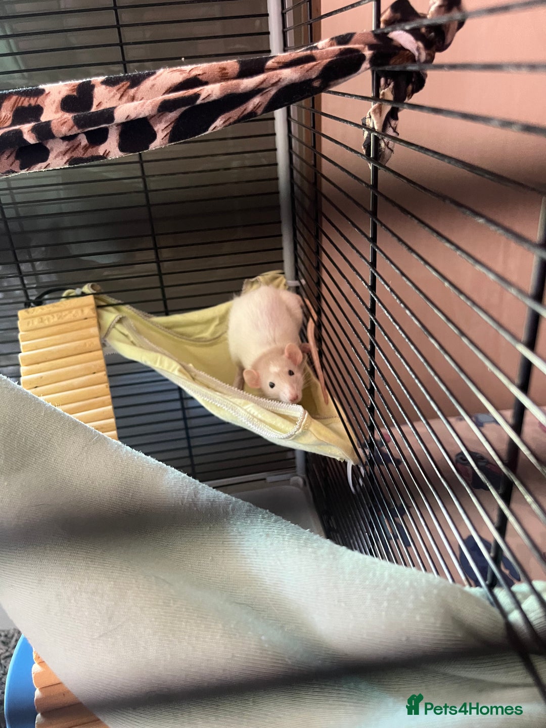 Rat rodents for sale: Two lovely male dumbo rats  - Image 2