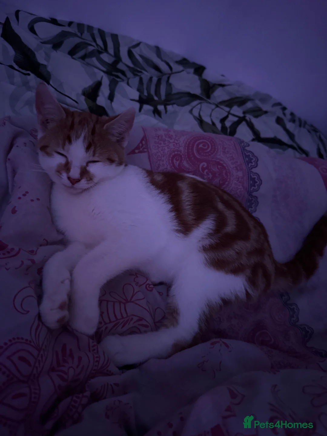Mixed Breed cats for sale: Beautiful 7 Month Old Female Kitten in Coventry - Advert 5