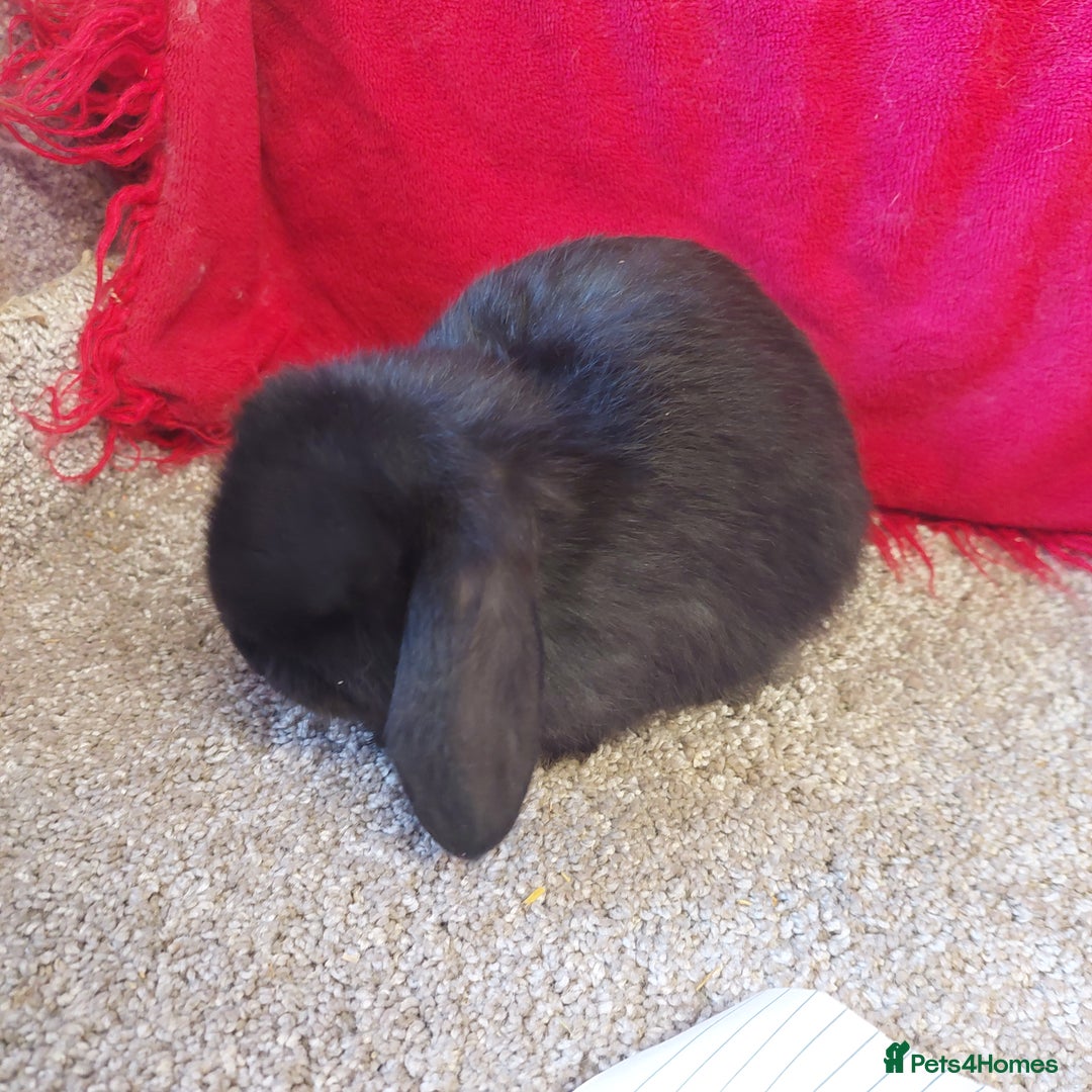 Mini Lop rabbits for sale: Minilop babys bucks & does  - Advert 10