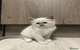 Ragdoll cats for sale: READY NOW Stunning pure breed ragdoll kittens  - Image 1