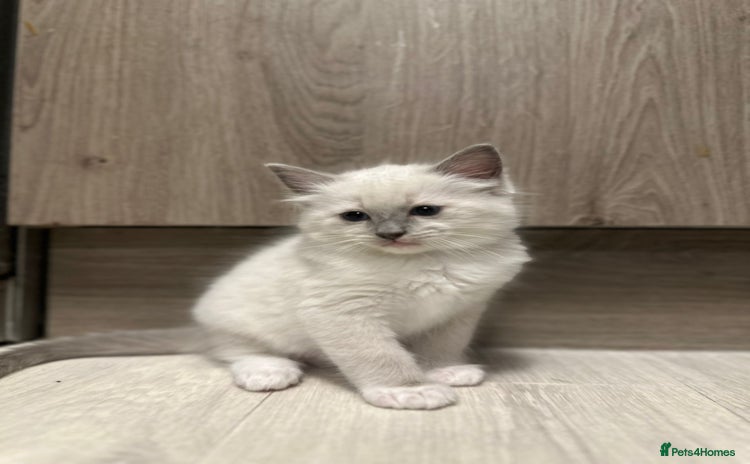 Ragdoll cats - Advert 2