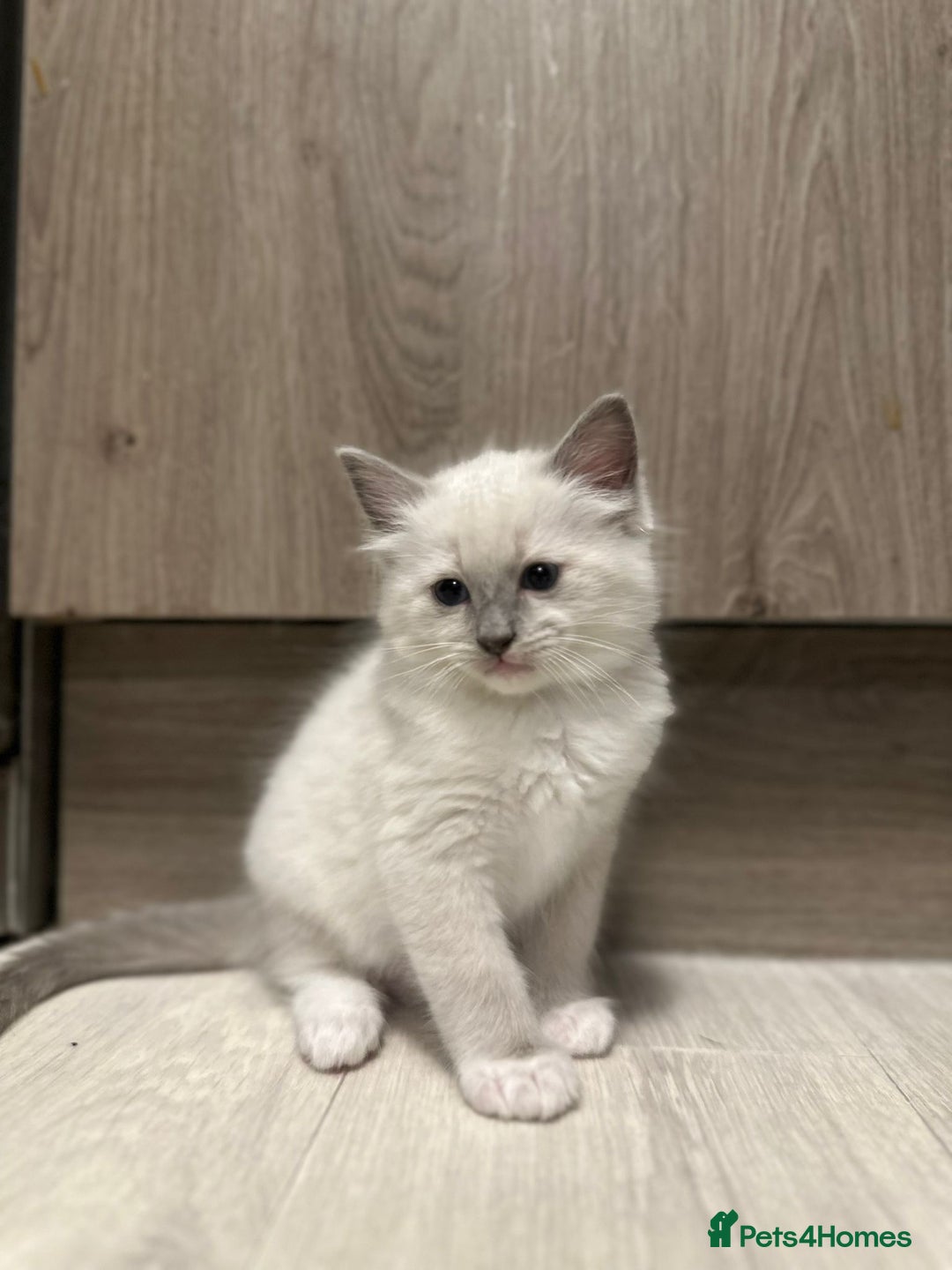 Ragdoll cats for sale: READY NOW Stunning pure breed ragdoll kittens  - Image 1