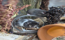 Hamster rodents for sale: 8 week old Female Sable Pedigree Syrian Hamster - Image 2