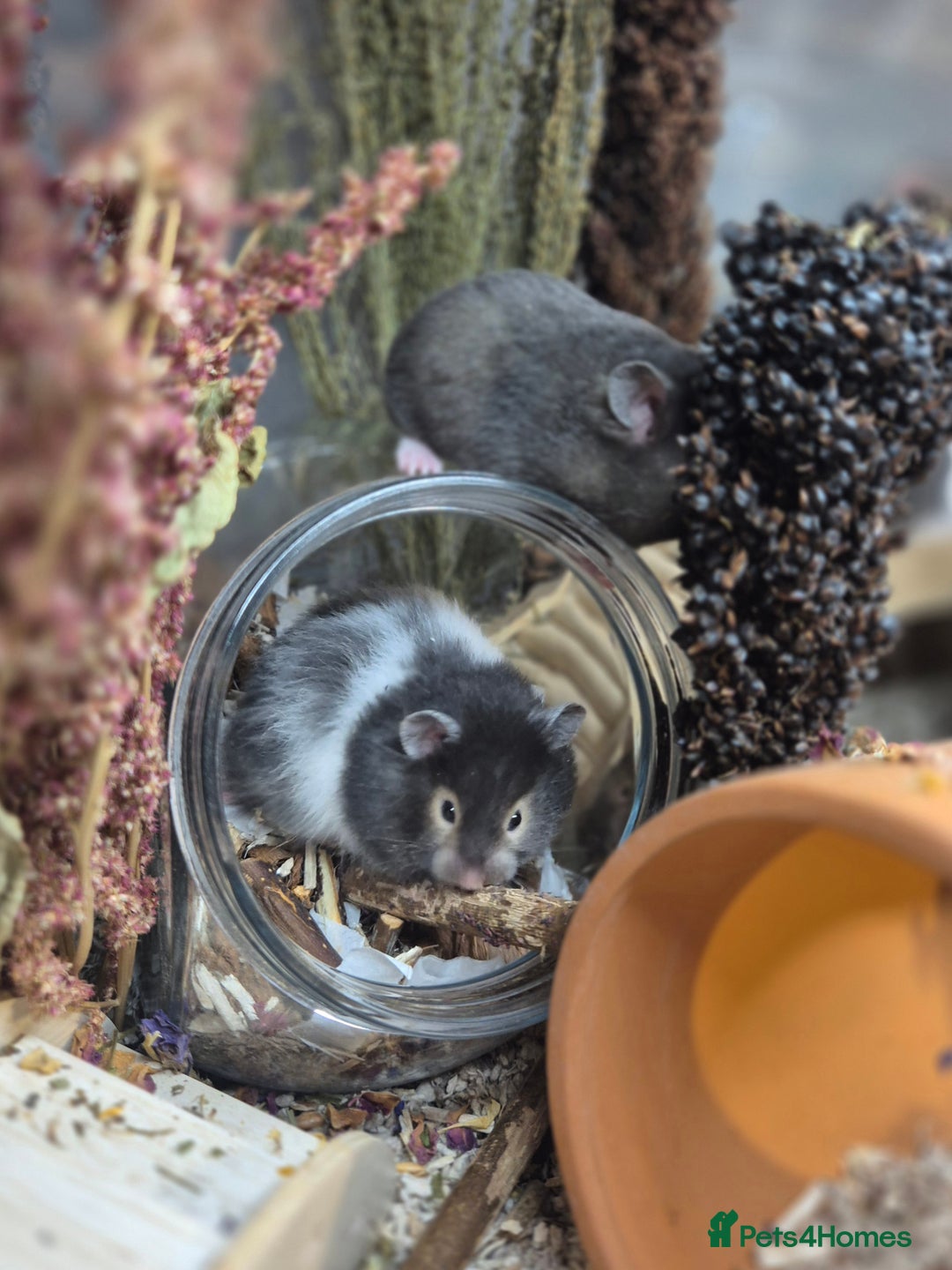 Hamster rodents for sale: 8 week old Female Sable Pedigree Syrian Hamster - Image 2