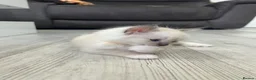 Ragdoll cats for sale: Beautiful Ragdoll Kittens in Milton Keynes - Advert 17